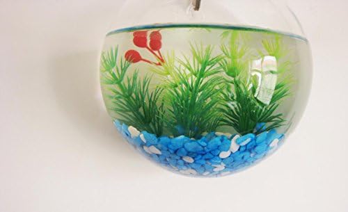 Fish Bubbles - Wall Mounted Acrylic Fish Bowl