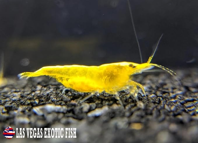 Las Vegas Exotic Fish™ 10 Yellow Golden Back Neocaridina Shrimp Live Freshwater Shrimp Aquarium Inverts (Yellow Golden Back)