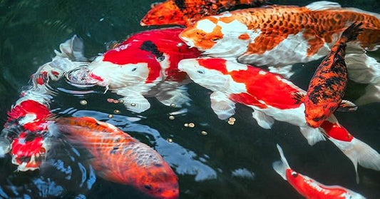 sera Koi Professional Spring & Fall Food 15.43lb| Floating Pellets for Immune Support & Condition | for Temperatures Below 63°F | Enriched with Vitamins & Omega Fatty Acids