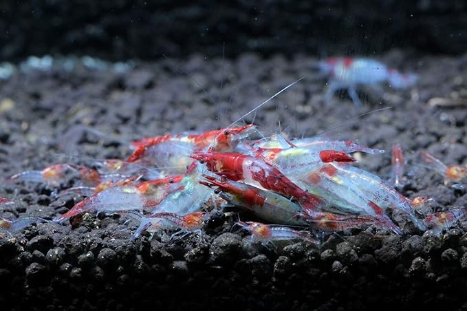 Live Freshwater Aquarium Shrimp Neocaridina (Red Rili (10 Pack))