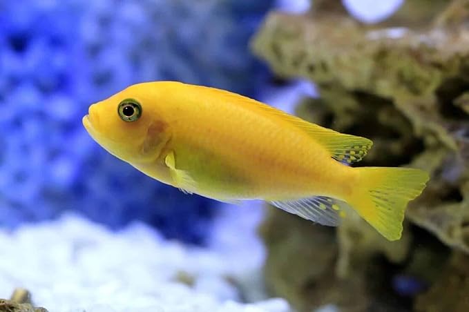 Aquatic Foods Inc. Brine Shrimp Sinking Micro Bites for Guppies, Nano Fish, Cichlids, Discus, Corys, Tetras, Bettas All Tropical Fish…2.1oz Squeeze Bottle