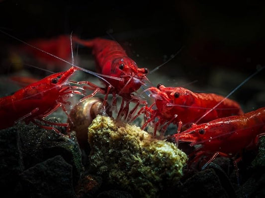 Yashkun Fire Red High-Grade Cherry Shrimp Neocaridina Freshwater Aquarium, Live Arrival (10)
