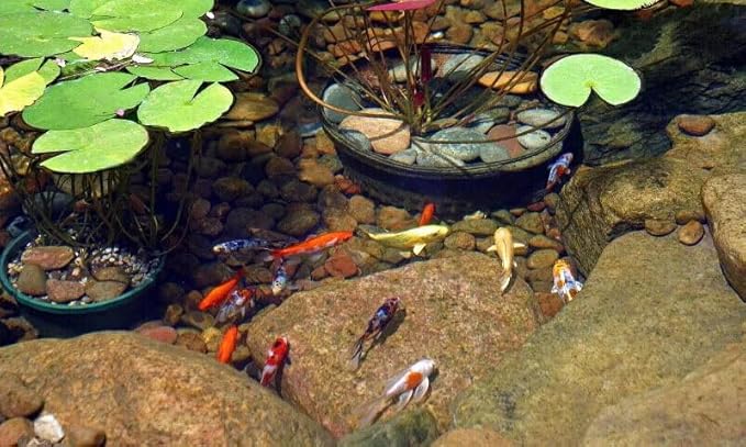 Aquatic Foods Inc. Koi & Pond Fish Krill Flakes. Arctic Krill Flakes which Contain Natural Carotenoids & Astaxanthin That Will Enhance The Vibrant Colors of Fish...WL…5-lbs Poly Bag