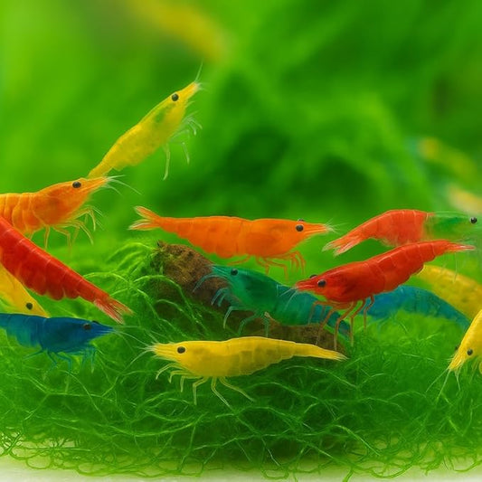 was Holding Mixed Color Neocaridina Shrimp - Live Freshwater Aquarium Shrimp for Breeding, 1/2-1 Inch (Young Adults) - Fire Red, Blue Dream, Yellow & More - Live Arrival Guarantee! (mix-20)