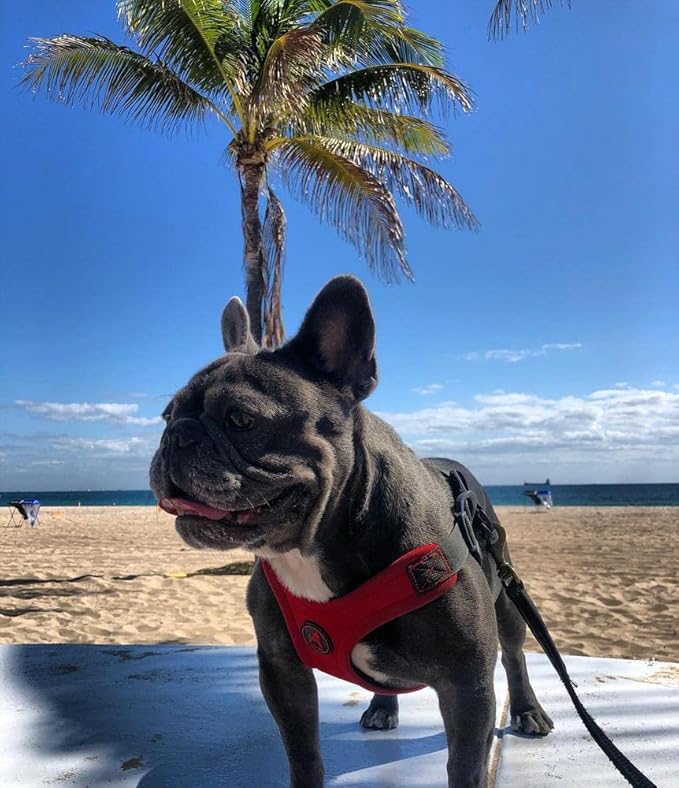 Gooby, Dog Harness, Sporty, Large, Red - Escape Free Sport Harness with Patented Neoprene Technology, 4-Point Adjustment, No Choke, Perfect for Small Dogs No Pull