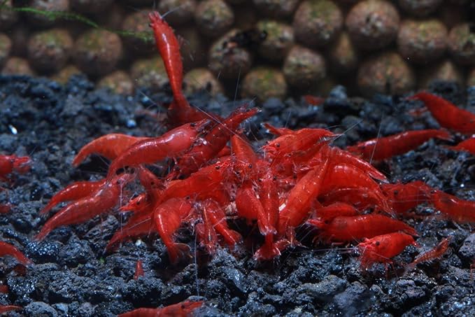 Live Freshwater Aquarium Shrimp Neocaridina (Bloody Mary (10 Pack))