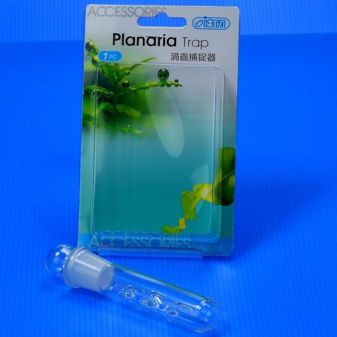 Clear Glass Planaria Trap for Cherry Shrimp Crystal red shrimp dwarf shrimp by Aquarium Supplies