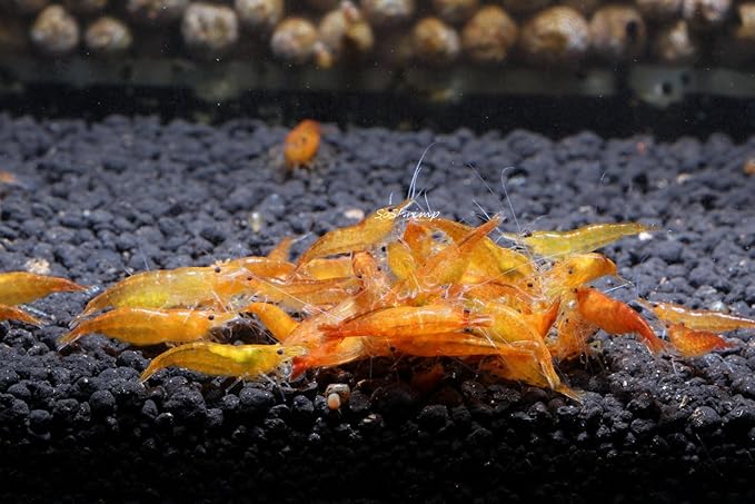 Live Freshwater Aquarium Shrimp Neocaridina (Orange Sunkist (10 Pack))