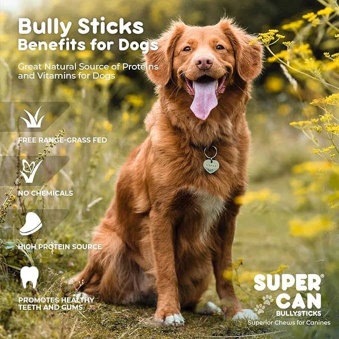 Junior Bully Sticks for Puppies and Small Dog Breeds, 100% Natural Dog Chews, Non-GMOs, Long-Lasting, Free-Range Grass-Fed Beef Sticks