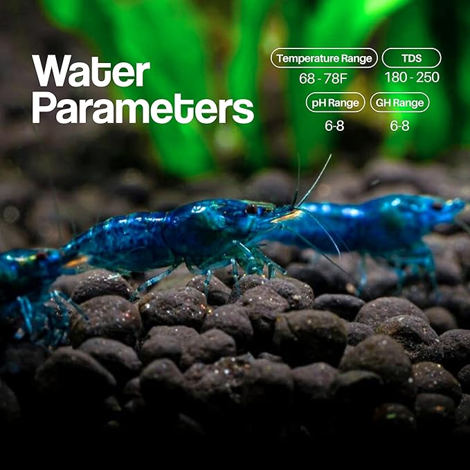 Blue Dream Supreme Gene Shrimps Live Freshwater Shrimp Aquarium Neocaridina, Live Arrival Guarantee (10 Pack)