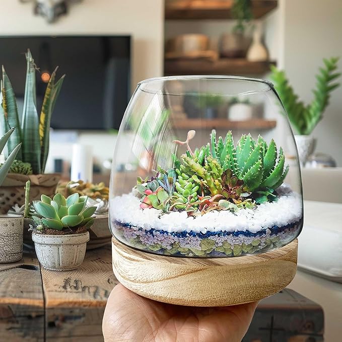 6 Inch Plant Glass Terrarium with Removable Wooden Base for Succulents Glass Bowl for Air Plant Cactus Moss, Betta Fish Terrarium (Plants not Included)