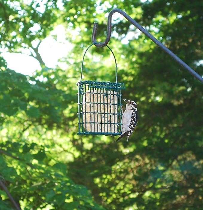 Suet Cake Variety Packs | 11 oz. Wild Bird Suet Cakes | (Peanut and Berry, 10 Pack)