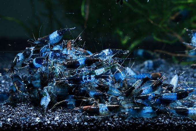Live Freshwater Aquarium Shrimp Neocaridina (Carbon Rili (10 Pack))