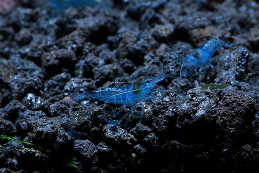Live Freshwater Aquarium Shrimp Neocaridina (Blue Velvet (10 Pack))