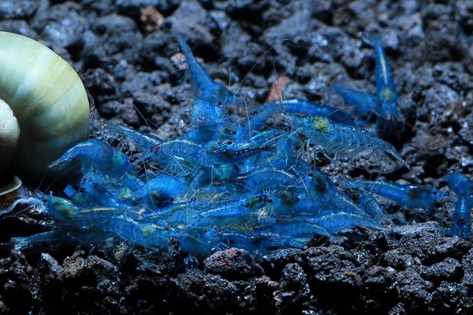 Live Freshwater Aquarium Shrimp Neocaridina (Blue Velvet (10 Pack))