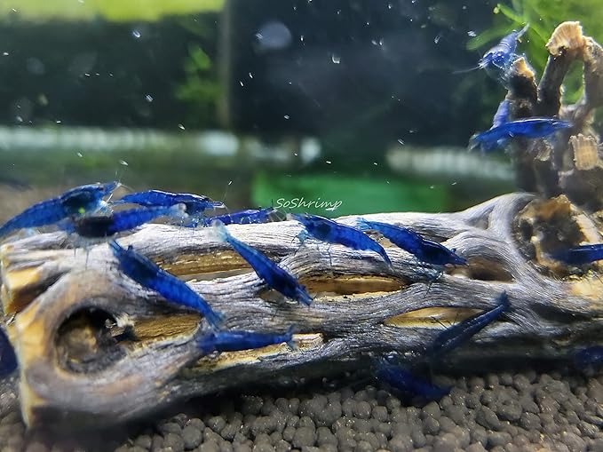 Live Freshwater Aquarium Shrimp Neocaridina (Dream Blue Velvet (10 Pack))