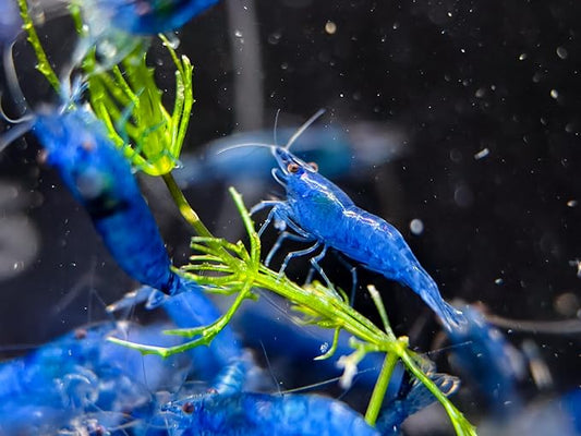 20 Blue Dream Supreme Gene Shrimps Live Freshwater Shrimp Aquarium Neocaridina, Live Arrival Guarantee