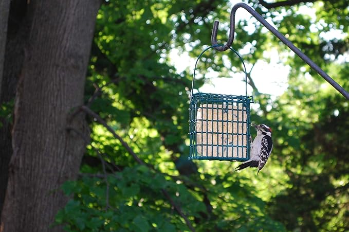 Bird Suet Variety Packs | 11 oz. Bird Suet Cakes | (High Energy, 15 Pack)