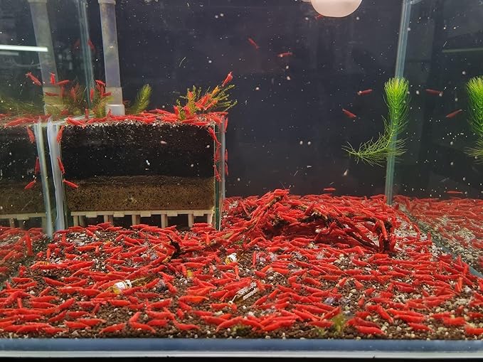 Las Vegas Exotic Fish™ 10 Fire Red Neocaridina Shrimp Live Freshwater Shrimp Aquarium Inverts (Fire Red)