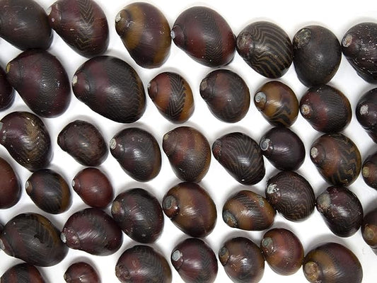 Aquatic Arts 20 Red Racer Nerite Snails | Freshwater Aquarium Snail | Glass Scraper/Scrubber | Nano Tank Decorations