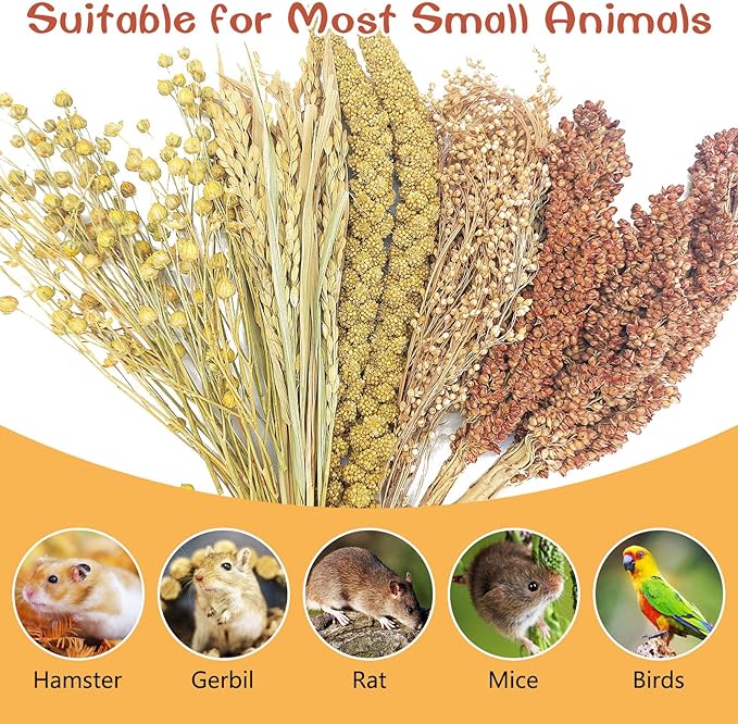 Fhiny Natural Hamster Sprays Edible Hamster Bedding Air-Dried Grain Set for Habitat Decor Mice Cage Accessories for Gerbils Lemmings Parrots Rats and Other Small Animals(0.4lb)