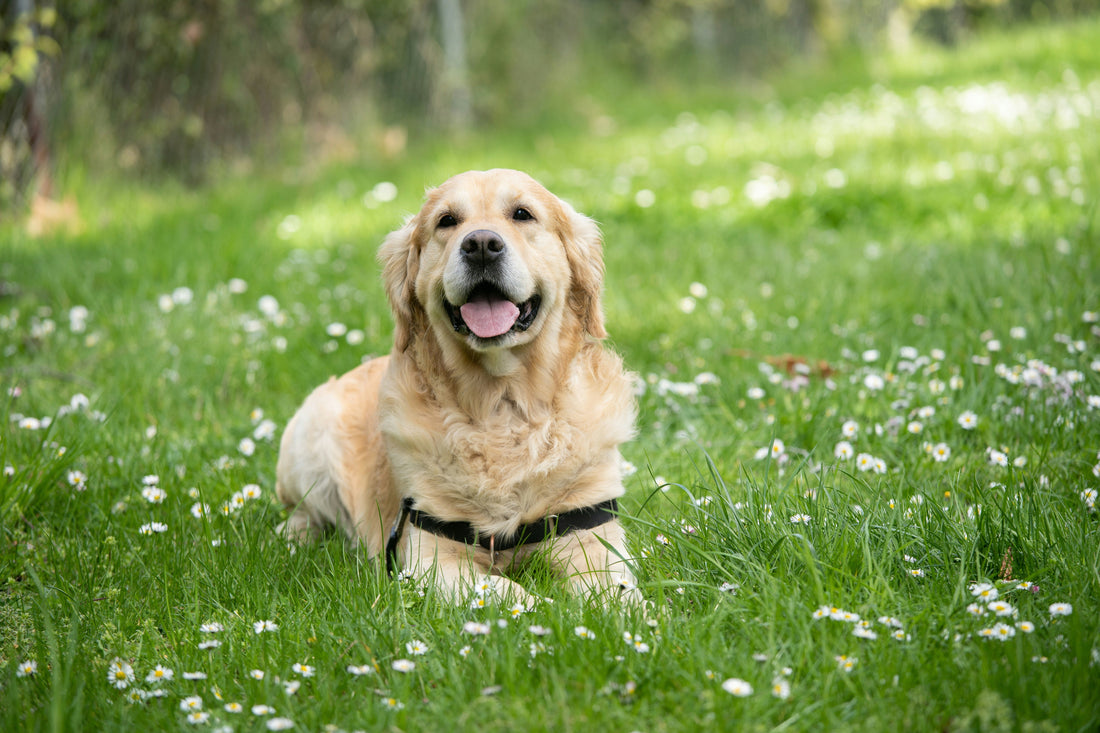 The Gentle Art of Puppy Care: Building Trust from Day One