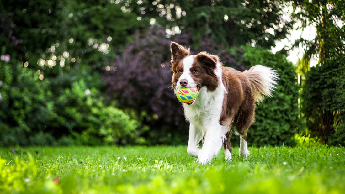 How to Choose the Right Dog Treats for Healthier, Happier Pets
