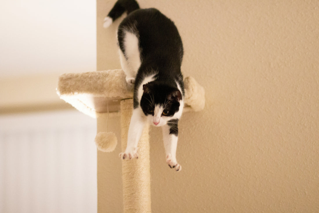 Keeping Your Cat Mentally Stimulated: The Key to a Happier Indoor Life