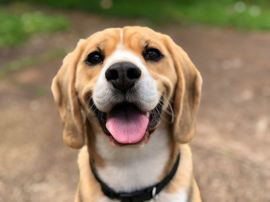 🐶 Leaping into Seniority: The Ultimate Guide to Maintaining Your Dog's Joint Health