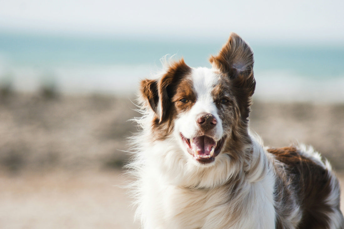 Is Your Dog Showing Signs of Joint Pain? A Guide to Mobility and Supplements