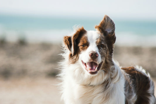Is Your Dog Showing Signs of Joint Pain? A Guide to Mobility and Supplements