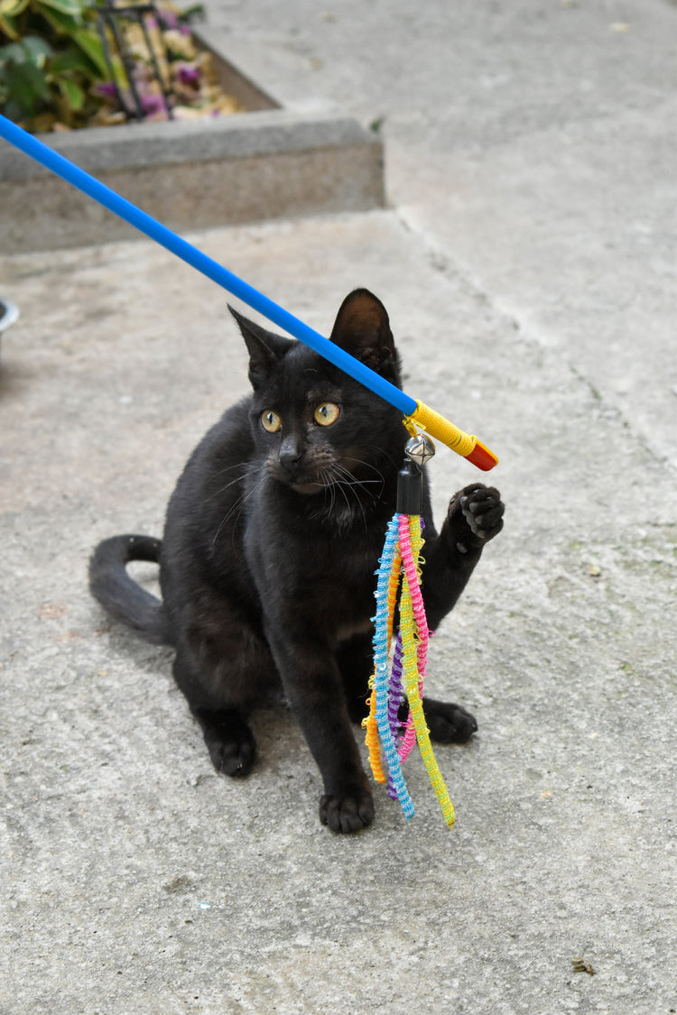 Toys & Scratchers