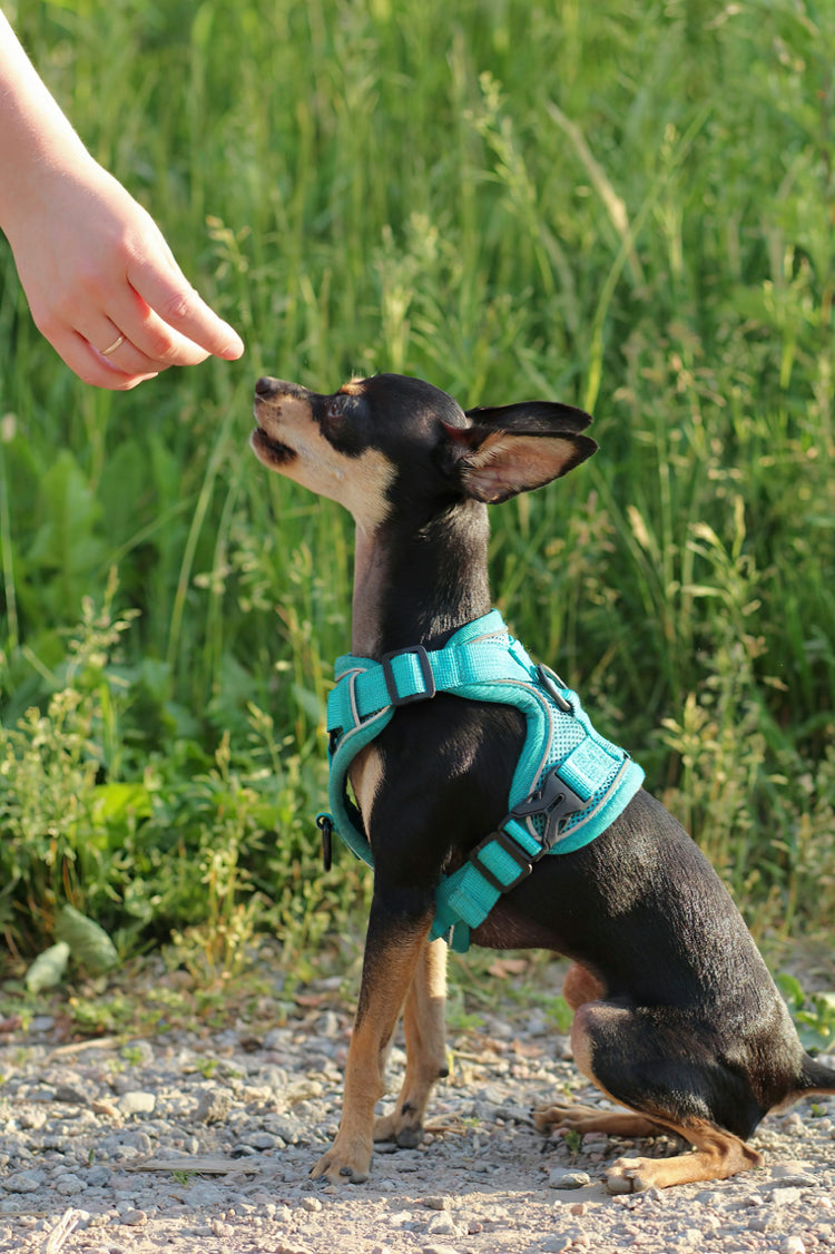 Collars, Leashes & Apparel