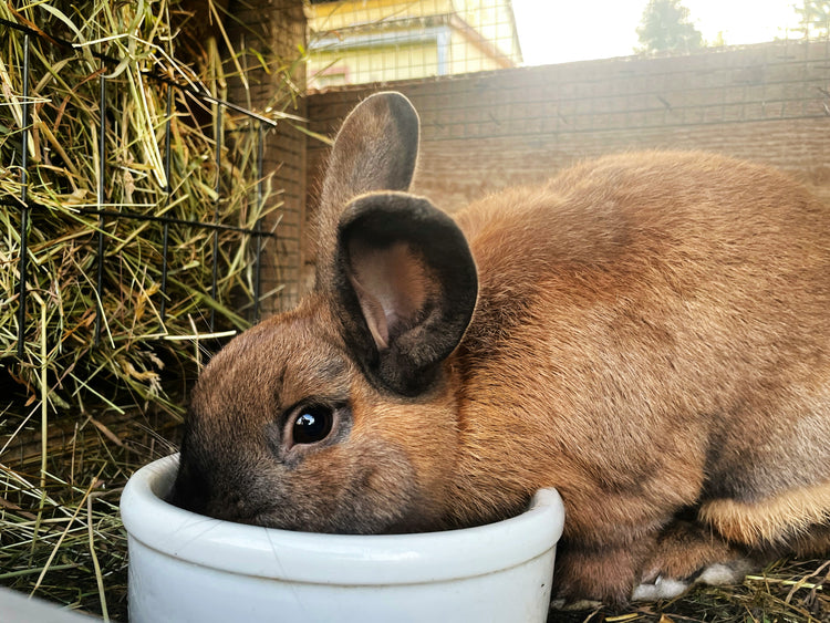 Food & Treats (small pets)