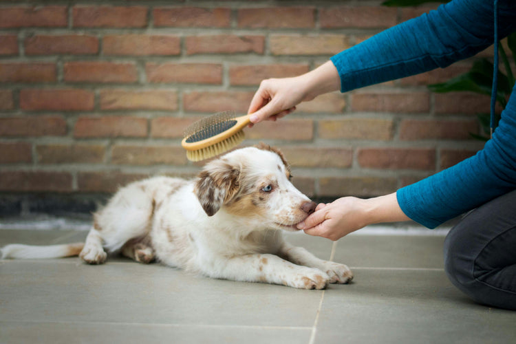 Grooming & Care