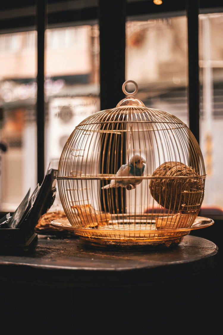 Cages & Perches