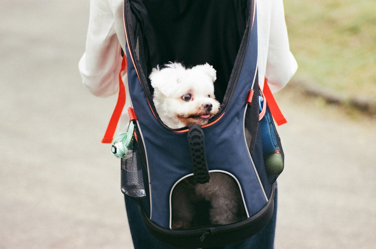 Travel & Outdoor