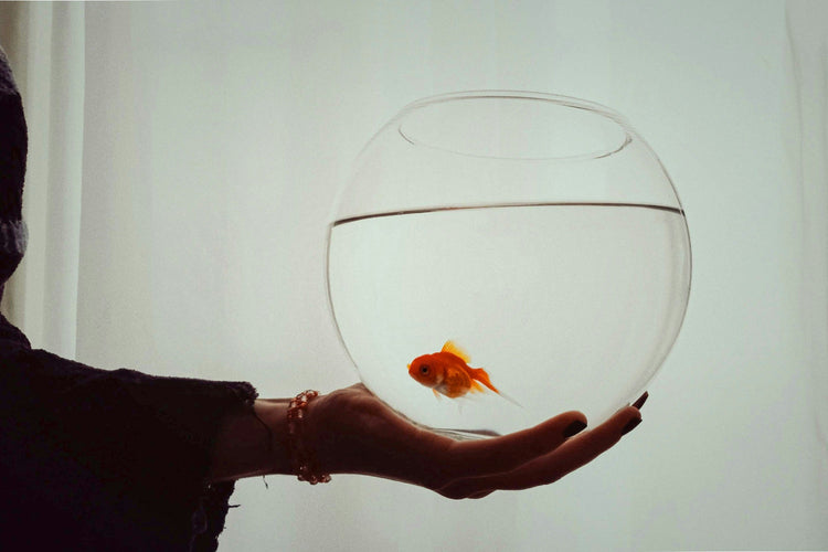 Food & Nutrition (Fish)