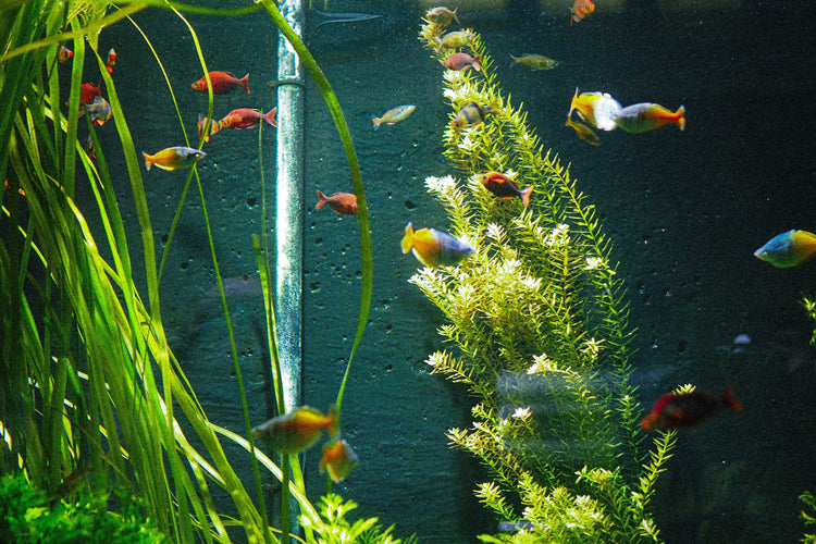 Water Care