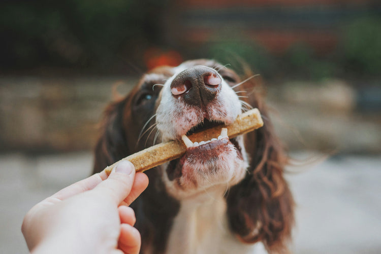 Treats & Chews