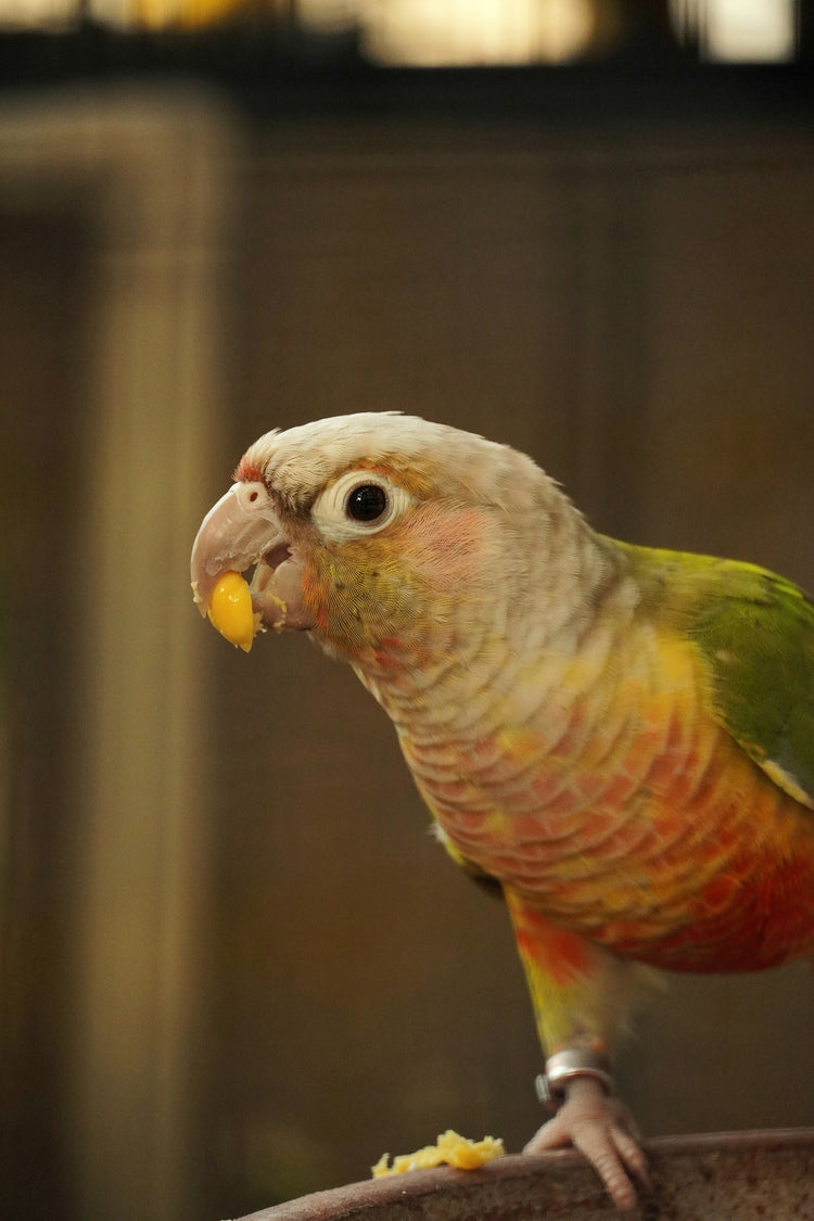 Food & Treats (Birds)