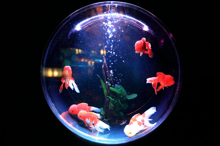 Tanks & Aquariums