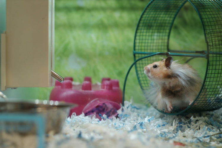 Toys & Accessories (small pets)