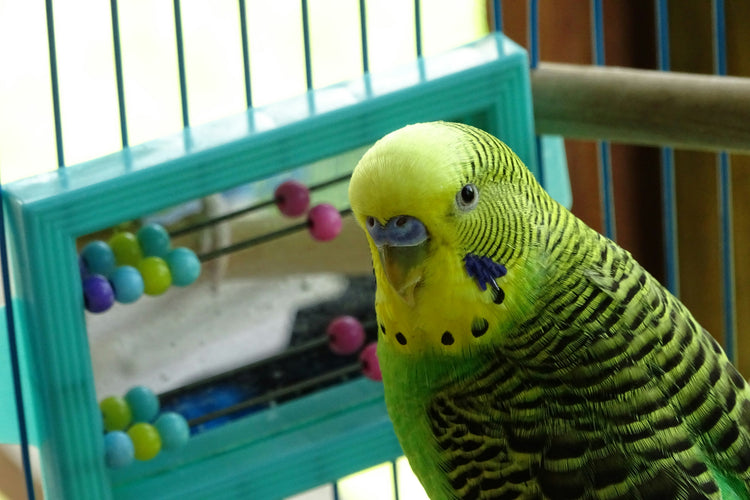 Toys & Accessories (Birds)