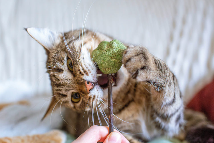 Treats & Snacks