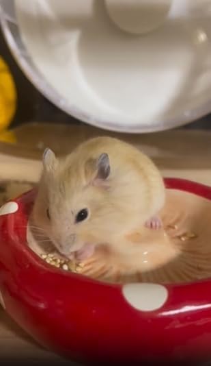 Mushroom Ceramic Hamster Hideout, Food Bowl, Syrian Cage Accessories, Ceramic Larger House and Hideouts, Chew-Proof Decor, Cool Bed Ideal for Syrian Hamster Dwarf Gerbil Mice Golden Bear