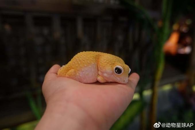 Animal Heavenly Body Series 2 Reptile Chubby Collectible Miniature - Gecko Statue for Home Office Decor, Realistic Sculpture (Eublepharis Macularius - Leopard Gecko (Tangerine))