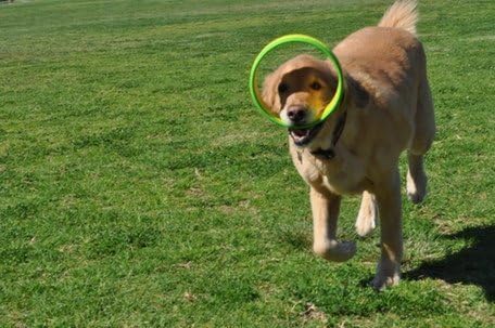 Flying Ring Launcher Dog Exerciser Starter Pack | Quickly Exercises Your Dog | Includes Launcher Starter Pack & 6 EVA Foam Rings