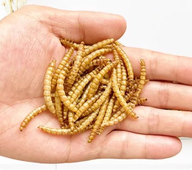 5lbs Dried Mealworms - Premium Non-GMO Chicken Feed, Nutritious High Protein Meal Worms- Food and Treats for Laying Hens, Wild Birds, Ducks, Chicken
