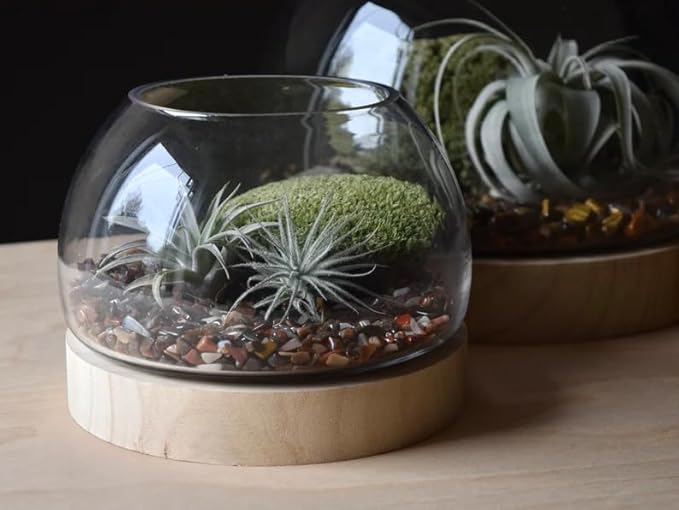 6 Inch Plant Glass Terrarium with Removable Wooden Base for Succulents Glass Bowl for Air Plant Cactus Moss, Betta Fish Terrarium (Plants not Included)